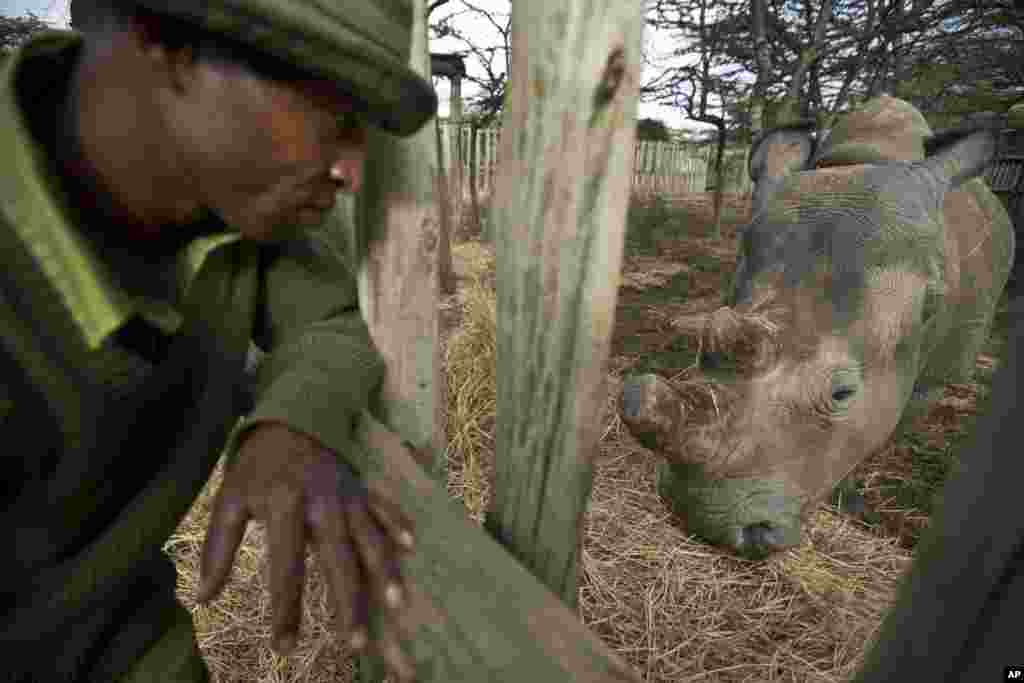 Le gardien Zacharie Mutai apporte du foin à manger pour rhinocéros blanc du nord, femelle, Fatu, dans son enclos à l'Ol Pejeta Conservancy au Kenya.