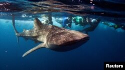 FILE - Snorkelers swim with a whale shark, the world's largest fish, at Maldives' South Ari Atoll August 27, 2012. (REUTERS/David Loh/File Photo)