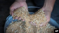 El agricultor Serhiy muestra grano en su silo en la aldea de Ptyche, en la región oriental de Donetsk, Ucrania, el 12 de junio de 2022.
