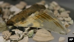 ARSIP - Sebuah gigi dari hiu raksasa yang telah punah yang disebut 'Carcharodon megalodon' yang ditemukan oleh kalangan paleontologis selama proyek untuk menemukan fosil selama perluasan Terusan Panama, diperagakan setelah konferensi pers di Panama City, hari Jum’at, 26 April 2013 (foto: AP Photo/Arnulfo Franco)