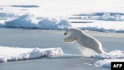 FILE - This US Coast Guard photo obtained August 24, 2015 shows a polar bear observed off Coast Guard Cutter Healy's stern, on August 23, 2015, while the cutter is underway in the Arctic Ocean in support of Geotraces. Geotraces is Healy's second science mission