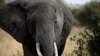 Le braconnage des éléphants prive le tourisme africain de 25 millions de dollars 