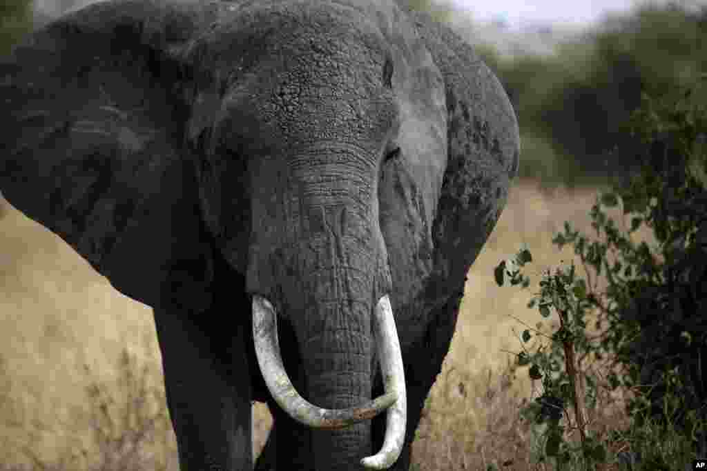 Un éléphant d'Afrique se promène dans le parc national de Tarangire, 118 kilomètres (75 miles) au sud-ouest d'Arusha, en Tanzanie, vendredi 9 août 2013.