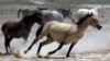 Wanted: More Pastures for West’s Overpopulated Wild Horses