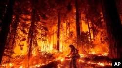 Picha hii inaonyesha mwoto katika Kaunti ya Tehama, California, Agosti 7, 2024. Picha ya AP