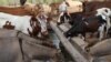 Bill Would Permit Use of Livestock as Loan Security in Zimbabwe