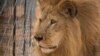 Poursuites judiciaires contre une vendeuse d'un lion d'Afrique empaillé