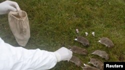 "Un total de 15 cas positifs au nouveau type de coronavirus a été détecté", a précisé l'équipe d'experts qui a étudié le pathogène.