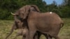 YE Nature & Animals