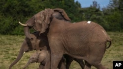 YE Nature & Animals