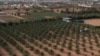 Le pari réussi des dattes majhoul en Libye