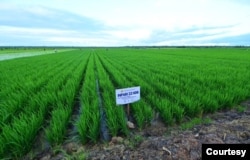 Lahan sawah padi di distrik Kurik, Merauke, Papua Selatan. foto dok Setpres