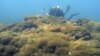 Study: New Kind of Seaweed Is Killing Coral in the Pacific Ocean