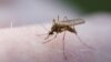 Número récord en casos de malaria en EE.UU.