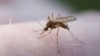 Prueban con éxito vacuna antimalaria