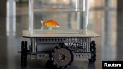 A goldfish navigates on land using a fish-operated vehicle developed by a research team at Ben-Gurion University in Beersheba, Israel, January 6, 2022. Picture taken January 6, 2022. (REUTERS/Ronen Zvulun) 