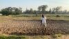 A man weeds with a hoe at his farm just outside Harare on Feb. 12, 2025. That has been the norm since most experienced commercial farmers were driven off their land by the government.