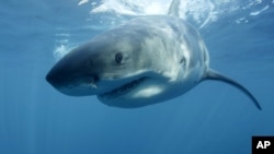 FILE - In this undated file photo provided by Discovery Channel, a great white shark swims near Guadalupe Island off the coast of Mexico. 