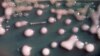 Resistance to Antibiotics Spreading Worldwide