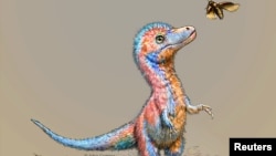 A baby tyrannosaur from the Cretaceous Period of North America, based on partial fossils unearthed in the U.S. state of Montana and in the Canadian province of Alberta, is seen in an undated artist's rendition. (Julius Csotonyi/Handout via REUTERS )