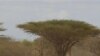 Corne de l’Afrique : l’Afrique doit faire plus, affirme une coalition d’ONG