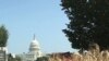 Wheat Field Sprouts in Downtown Washington