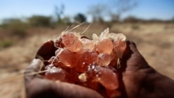 FILE PHOTO: A farmer carries collected gum arabic from an Acacia tree in the western Sudanese town of El-Nahud