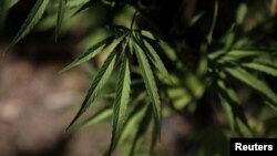 cannabis 