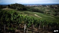 VInograd u Monferatu, blizu Aleksandrije u severozapadnoj Italiji (Foto: MARCO BERTORELLO / AFP)