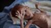Seorang anak laki-laki yang kekurangan gizi tergolek di tempat tidur rumah sakit Aslam Health Centre, di Hajjah, kota pelabuhan Laut Merah Hodeida, Yaman. (Foto: dok).