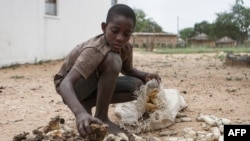 Thirteen year-old Prince Mpofu packs last year's harvest from the irrigated gardens for storage on Feb. 7, 2015 in the village of Nsezi in Matabeleland, southwestern Zimbabwe.