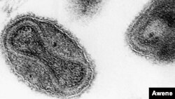 The smallpox virus is shown in this 1975 electronmicrograph from the Centers for Disease Control. (AP Photo/CDC)