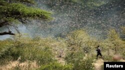 Ahmed Ibrahim, 30, an Ethiopian farmer, attempts to fend off desert locusts as they fly in his khat farm on the outskirt of Jijiga in Somali region, Ethiopia January 12, 2020. (REUTERS/Giulia Paravicini)