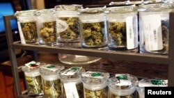 Setelah dua negara bagian di Amerika melegalisasi marijuana, para pemimpin Amerika Latin khawatir akan berdampak negatif bagi negara mereka (foto: dok). 
