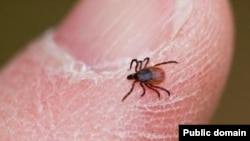 Le virus de la fièvre hémorragique de Crimée-Congo se transmet principalement à l'être humain à partir des tiques dont une est photographiée, ici.