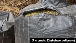 Marijuana bust (Pic credit: Zimbabwe police)
