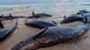 Delfini nasukani na tasmanijskoj obali (Foto: Reuters still shot)