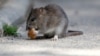 Quit or Join the 'Rat Race'?
