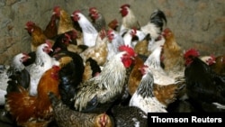FILE PHOTO: Chickens await vaccination against bird flu at the settlement Peredovoi near Stavropol, Russia, 20 Feb 2021.