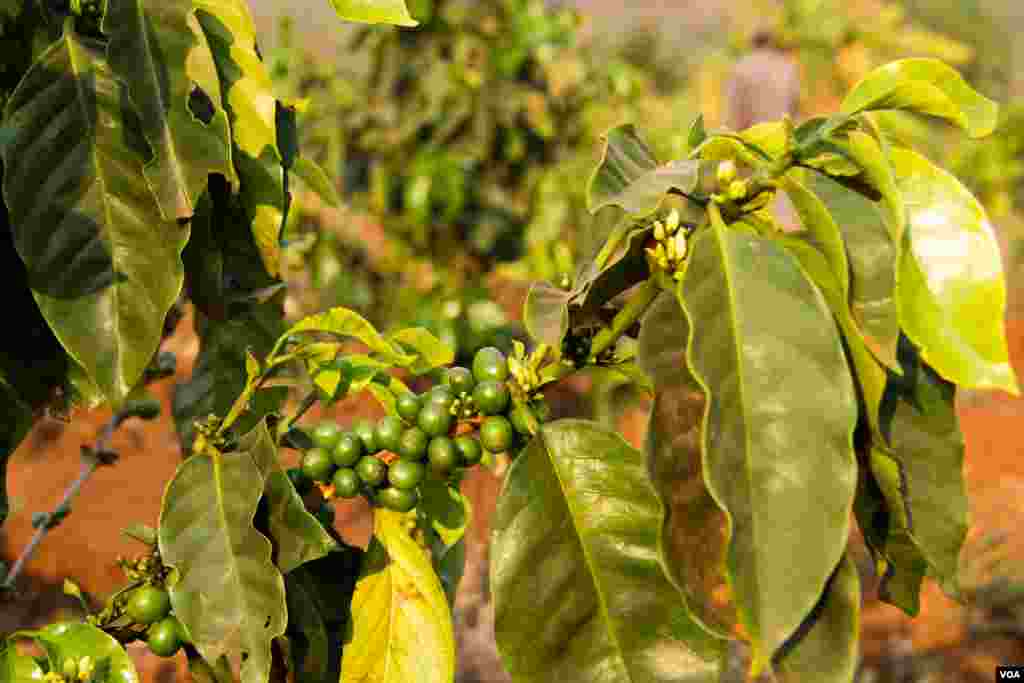 Coffee beans on the coffee trees in Mr. Bou Sopheap's plantation in Mondulkiri province on March 11th, 2015. Mondulkiri province is the largest province in Cambodia covered with forest but have least population with most are Bunong minority.