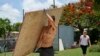 Un vecino carga un tablón de madera para cubrir las ventanas de su casa en preparación para el huracán Beryl, en Bridgetown, Barbados, el 30 de junio de 2024.