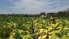 Constitutional Land Rights Spark Divisions in Zimbabwe
