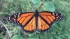 Forget Butterfly Nets; Today's Naturalists Capture Specimens on Phones.