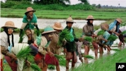 မြန်မာလယ်ယာရှု့ခင်းအတွင်း လယ်သူမများ လယ်စိုက်နေစဉ်။