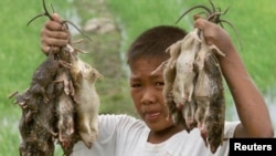 Filipino farm boy shows his catch of rats from the rice fields north of Manila. 