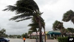 Pohon-pohon palem ditiup angin kencang di Pantai Vero, Florida, menjelang datangnya Badai Matthew (6/10). 