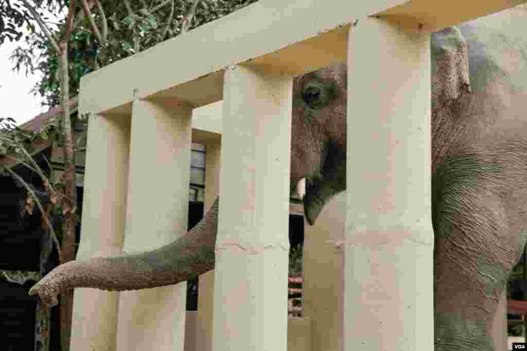 ដំរីឈ្មោះកាវ៉ាន (Kaavan) ដែលត្រូវបានគេស្គាល់ថាជាដំរីឯកោ បានចាប់ផ្តើមសម្របខ្លួនទៅនឹងស្ថានភាពរស់នៅ នៅដែនជម្រកសត្វព្រៃនៅកម្ពុជា ខេត្តឧត្តរមានជ័យ នៅថ្ងៃទី០១ ខែធ្នូ ឆ្នាំ២០២០។ (ហ៊ាន សុជាតា/VOA)