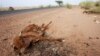 UN: Sahel Still Faces Humanitarian Crisis
