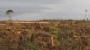 Cameroon has offered over 10 million hectares of forest land to developers. (Courtesy of Center for Environment and Deveopment Cameroon) 