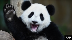 FILE - One-year-old female giant panda cub Nuan Nuan reacts inside her enclosure during joint birthday celebrations for the panda and her 10-year-old mother, Liang Liang, at the National Zoo in Kuala Lumpur, Aug. 23, 2016.